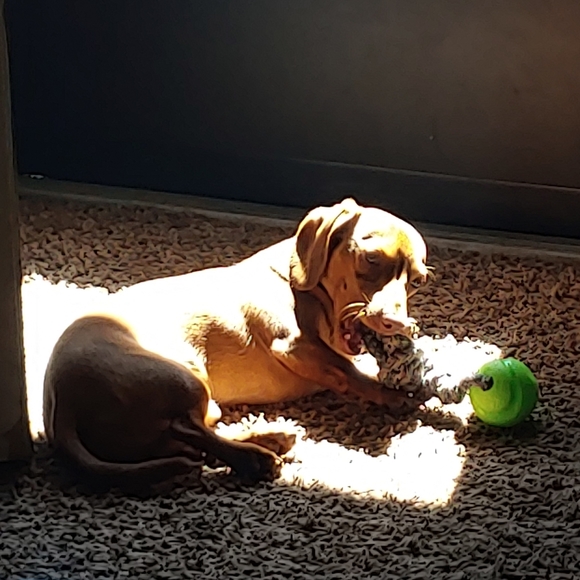 Meet your Posher, Tabatha - Picture 5 of 10